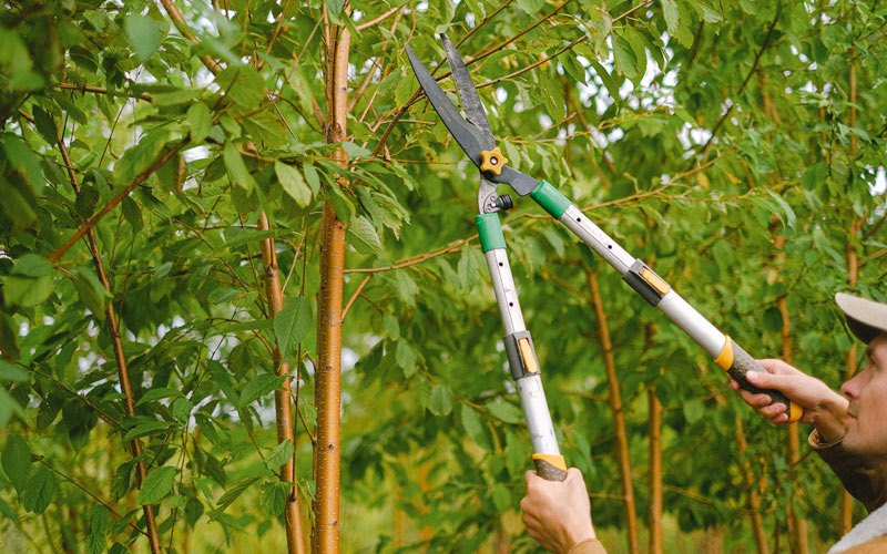 Tree trimming in Lucernemines, PA