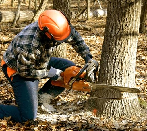 Tree Removal in Lucernemines, PA
